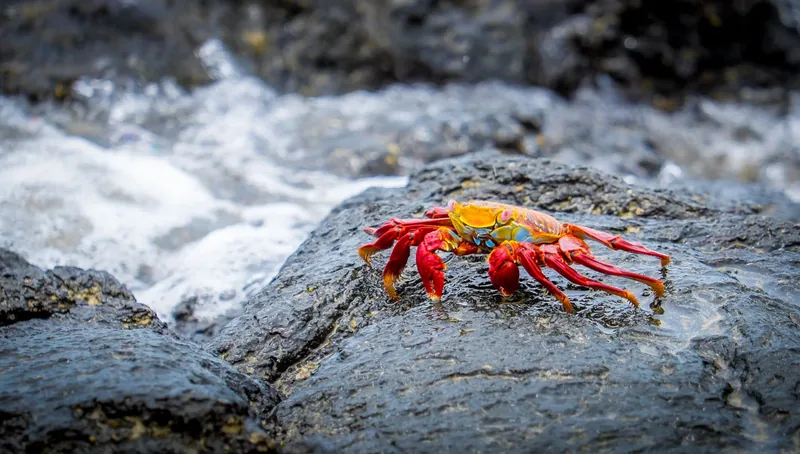 Sally Lightfoot crab on volcanic shore, Isla Isabela, Galápagos